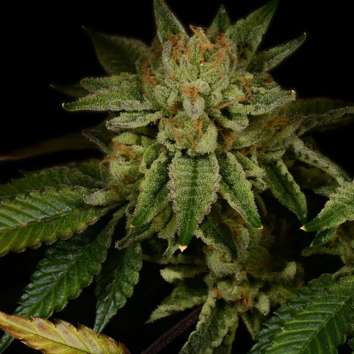 Gorilla Glue #4 current growing preview